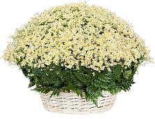Цветочная композиция из Ромашки в корзине #REPLACE_PRED# Ломинцевский
